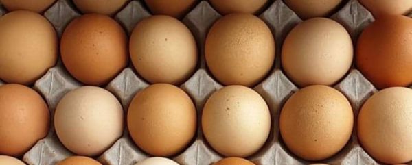 Auburn Free-Range Eggs